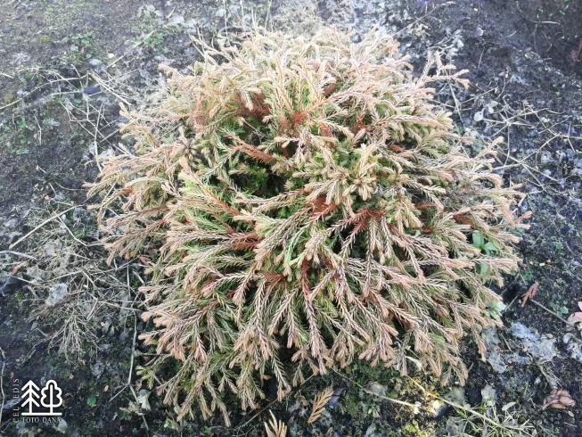 Thuja occidentalis   'Golden Tuffet'